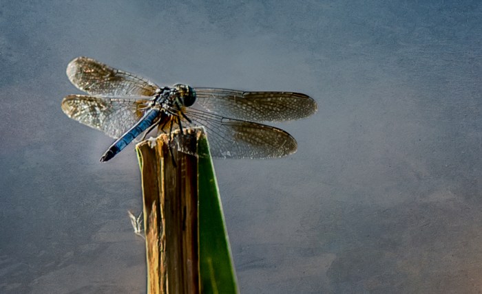 2015 dragonflies-2-2